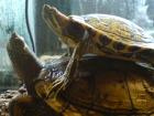 Gelbwangen und Orangwangenschuckschildkröde