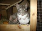 2 beige Chinchillas in NÜRNBERG. Böckchen Weibchen