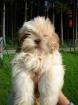 Shi-Tzu Welpen