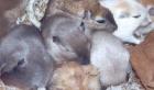 Rennmaus Rennmäuse Wüstennrennmäuse Gerbil Gerbils