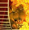9 Rattenbabies abzugeben 3 w 6 m geb. 26. 08. 06