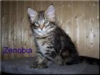 Maine Coon Kitten