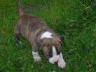 American Staffordshire