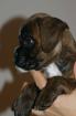 Boxerwelpe
