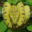 Sorong viridis ARU