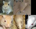 Rennmäuse Rennmaus Gerbils abzugeben