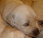 Golden Retriever Welpen