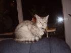 WER HAT SIE GESEHEN