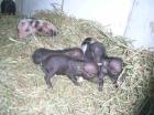 MINI HÄNGEBAUCHSCHWEIN BABY