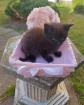 Maine Coon Mix Kitten in ganz lieben Händen abzugeben