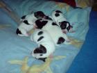 Super süsse Jack Russel Terrier für 250Euro