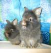 Zwergkaninchen Babys suchen ein liebevolles neues Zuhause