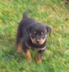 Suche Hund kostenlos