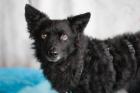 MARENA - Mix - 4 Jahre - Tierhilfe-Franken e. V.