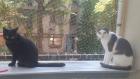 Tom und Pisa