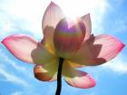 Kurse und Workshops CranioSacral Yoga