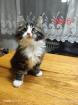 Maine Coon kitten Babykatzen