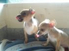 Chihuahua welpen