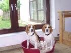 Wurfankündigung Beagle Welpen