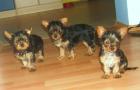 Yorkshire Terrier