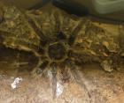 Adulte Lasiodora parahybana 2006