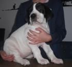 Deutsche Doggenwelpen