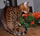Typvolle Bengalkitten mit toller Zeichnung beste Qualität
