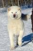 AKITA INU - japanische akita - weiss rude mit papieren