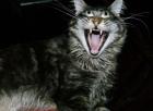 Typvolle Maine Coon Katerchen