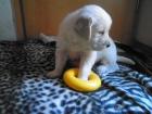 Golden Retriver WELPEN