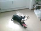 Dringend suche neues zu hause