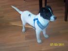 Süsser Jack-Russel-Terrier-Welpe such ein neues zu Hause