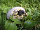 Griechische Landschildkröten THB NZ 2022