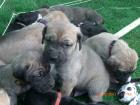 Moloser Saupacker Dogge Mastiff Fila Cane Corso Welpen