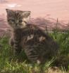 Whiskas Kater in golden getupft sucht neues zuhause