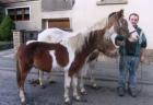 Junge Lewitzer Wallache