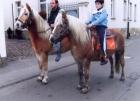 Schwere Haflinger