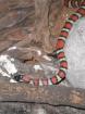2 Mexikanische Königsnattern Lampropeltis zonata agalma