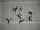 Riesengespenstheuschrecke Eurycantha calcarata