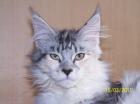Typvolle Maine Coon Lady mit Mega Pinseln