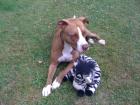 Red nose pitbull hündin 4 jahre kastriert EU pass