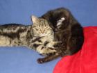 Zwei kater suchen ein zu hause