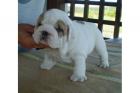 Englisch Bulldog Welpen mit FCI Stammbaum