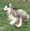 Siberian Husky Welpen von magischen Gutes Zuhause