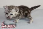 BKH Kitten abzugeben