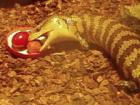 Blauzungen Skink