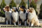 Australian Shepherd Abgabe mitte März 2022 mit Papiere.