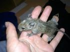 Degu-Nachwuchs weiblich Schecke Agouti abzugeben