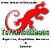 Jungferngeckos Frösche Zwergchamäleons