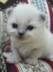 Birmakitten in blue-point